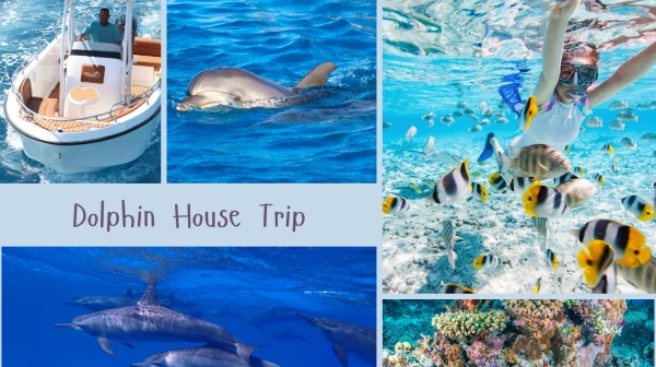 Hurghada: Dolphin House Trip with Snorkeling and Lunch