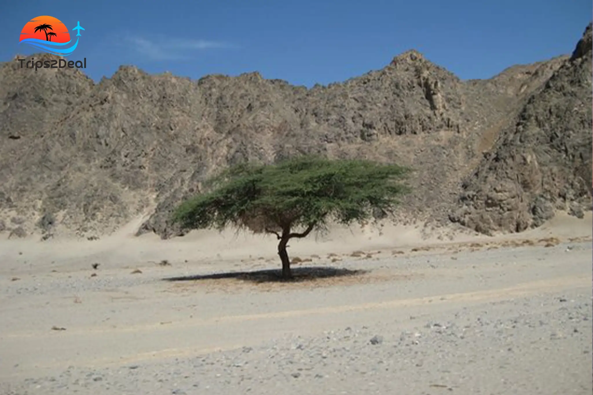 Image Description