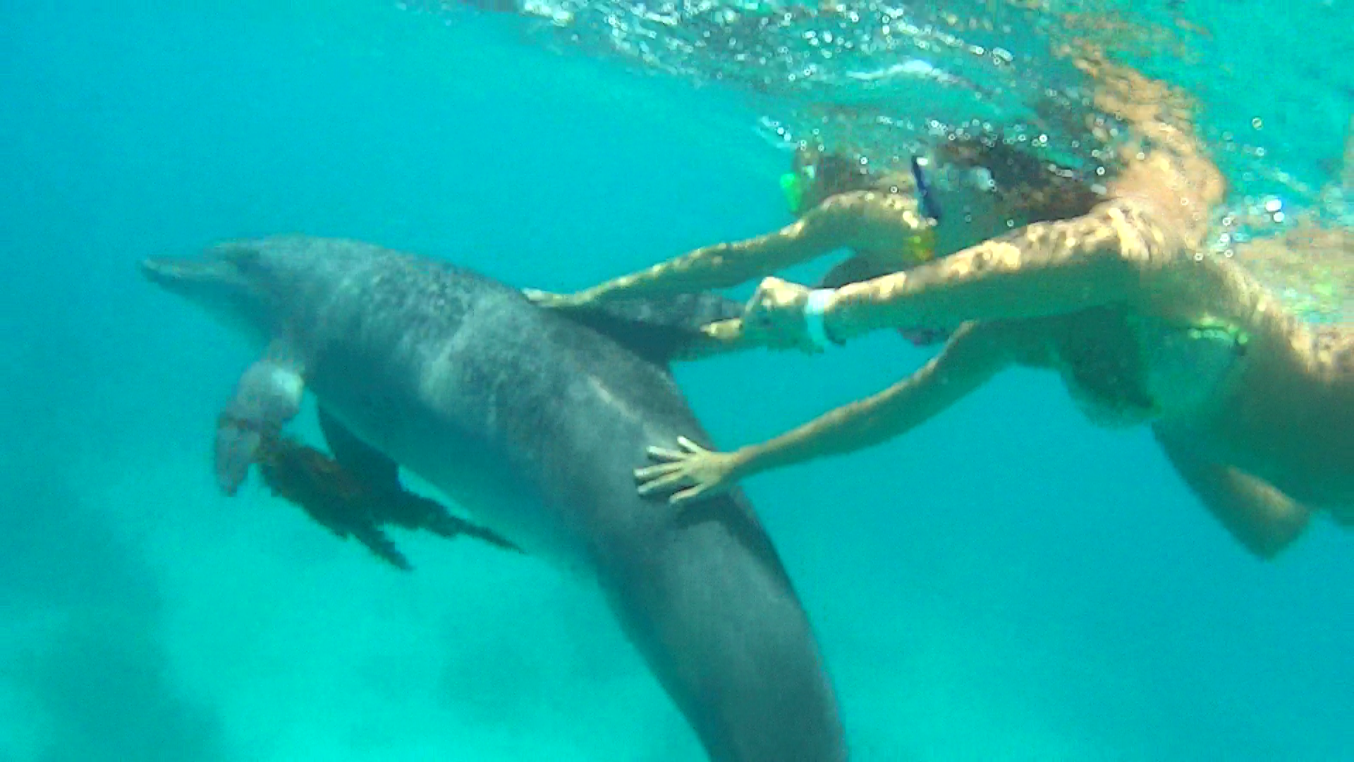 Hurghada: Gita alla casa dei delfini con snorkeling e pranzo